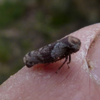 Unidentified Leafhopper or planthopper (Hemiptera, several families) at Boro, NSW - 28 Oct 2021 by Paul4K