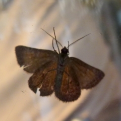 Dichromodes ainaria (A geometer or looper moth) at QPRC LGA - 28 Oct 2021 by Paul4K