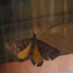 Dichromodes ainaria at Boro, NSW - suppressed