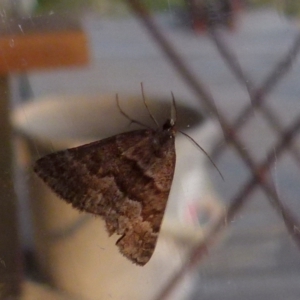 Dichromodes ainaria at Boro, NSW - suppressed