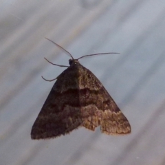 Dichromodes ainaria at Boro, NSW - suppressed