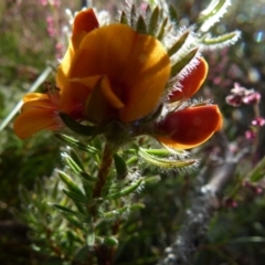 Pultenaea subspicata at Boro, NSW - 29 Oct 2021