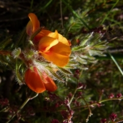 Pultenaea subspicata at Boro, NSW - 29 Oct 2021