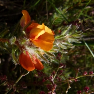 Pultenaea subspicata at Boro, NSW - 29 Oct 2021