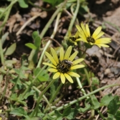 Apiformes (informal group) (Unidentified bee) at Wodonga, VIC - 29 Oct 2021 by KylieWaldon