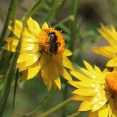 Apiformes (informal group) (Unidentified bee) at Wodonga, VIC - 29 Oct 2021 by KylieWaldon