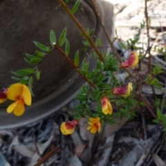 Pultenaea vrolandii (Cupped Bush-Pea) by Paul4K