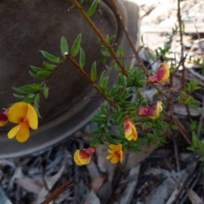 Pultenaea vrolandii (Cupped Bush-Pea) at Boro, NSW - 28 Oct 2021 by Paul4K