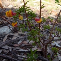 Pultenaea vrolandii at suppressed - suppressed