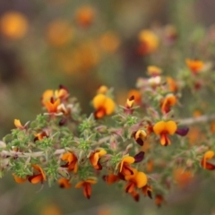 Pultenaea foliolosa (Small Leaf Bushpea) at Wodonga - 29 Oct 2021 by KylieWaldon