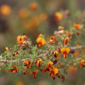 Pultenaea foliolosa at Wodonga, VIC - 29 Oct 2021 01:33 PM