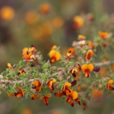 Pultenaea foliolosa (Small Leaf Bushpea) at Jack Perry Reserve - 29 Oct 2021 by KylieWaldon