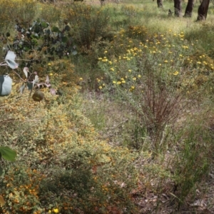 Pultenaea foliolosa at Wodonga, VIC - 29 Oct 2021