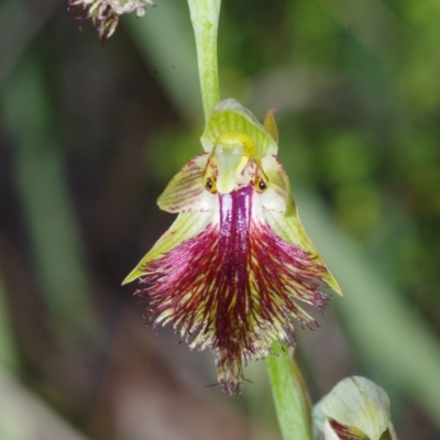 Calochilus montanus (Copper Beard Orchid) at Acton, ACT - 30 Oct 2021 by mlech