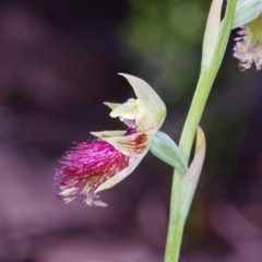 Calochilus montanus at Acton, ACT - suppressed