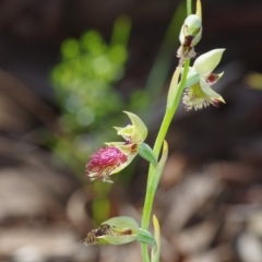 Calochilus montanus at Acton, ACT - suppressed