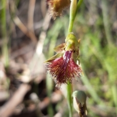 Calochilus montanus at Acton, ACT - suppressed