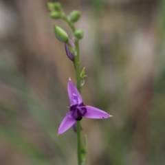 Arthropodium strictum (Chocolate Lily) at Jack Perry Reserve - 29 Oct 2021 by KylieWaldon