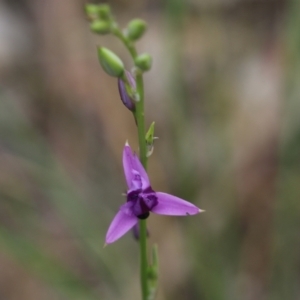 Arthropodium strictum at Wodonga, VIC - 29 Oct 2021 01:47 PM