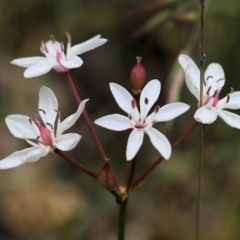 Burchardia umbellata (Milkmaids) at Jack Perry Reserve - 29 Oct 2021 by KylieWaldon