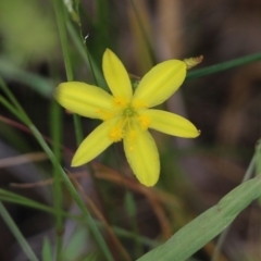 Tricoryne elatior (Yellow Rush Lily) at Jack Perry Reserve - 29 Oct 2021 by KylieWaldon