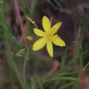 Tricoryne elatior at Wodonga, VIC - 29 Oct 2021