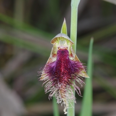 Calochilus platychilus (Purple Beard Orchid) at Acton, ACT - 29 Oct 2021 by mlech