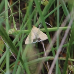 Unidentified Moth (Lepidoptera) at Jack Perry Reserve - 29 Oct 2021 by KylieWaldon