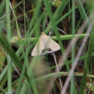 Helicoverpa punctigera at Wodonga, VIC - 29 Oct 2021 01:51 PM