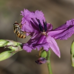 Simosyrphus grandicornis (Common hover fly) at Jack Perry Reserve - 29 Oct 2021 by KylieWaldon