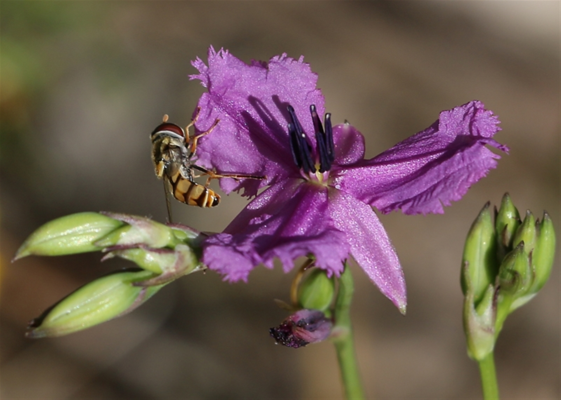 Simosyrphus grandicornis at Wodonga, VIC - 29 Oct 2021 01:54 PM