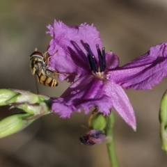 Unidentified Hover fly (Syrphidae) (TBC) at Wodonga, VIC - 29 Oct 2021 by KylieWaldon