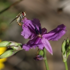 Simosyrphus grandicornis at Wodonga, VIC - 29 Oct 2021