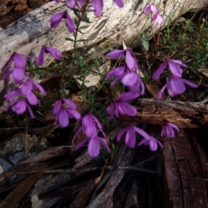 Tetratheca thymifolia at Boro, NSW - suppressed