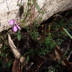 Tetratheca thymifolia at Boro, NSW - suppressed