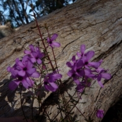 Tetratheca thymifolia at Boro, NSW - suppressed