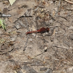 Unidentified Damselfly (Zygoptera) at Wodonga, VIC - 29 Oct 2021 by KylieWaldon