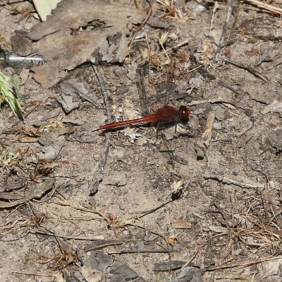 Unidentified Damselfly (Zygoptera) at Wodonga, VIC - 29 Oct 2021 by KylieWaldon