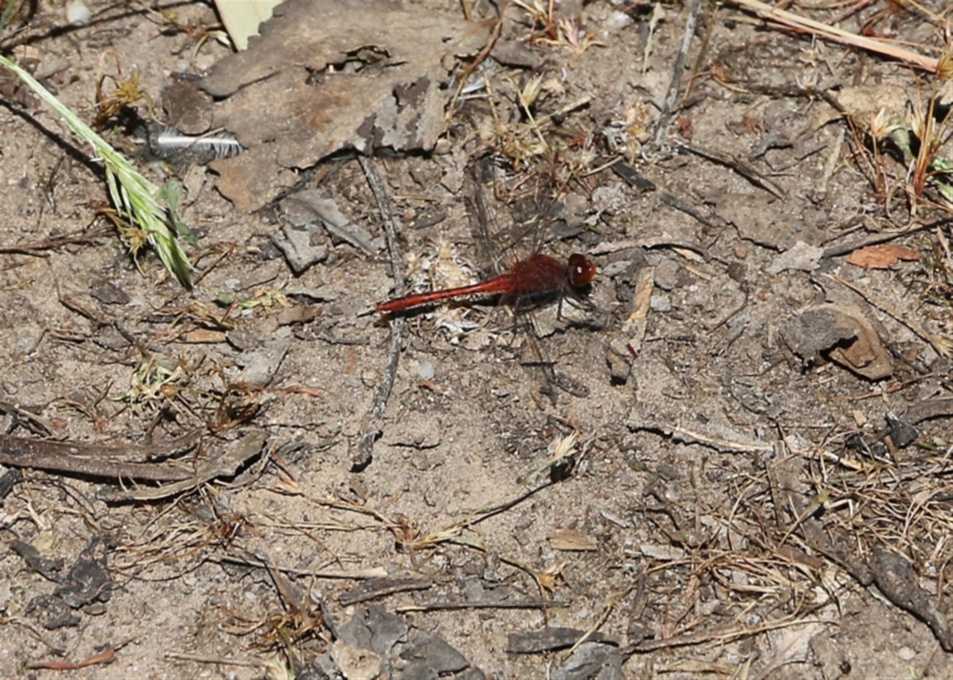 Diplacodes bipunctata at Wodonga, VIC - 29 Oct 2021 01:53 PM
