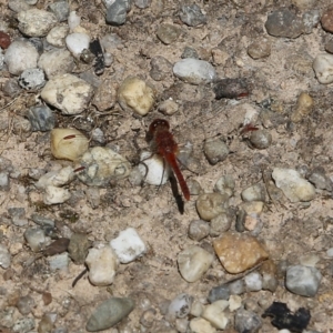 Diplacodes bipunctata at Wodonga, VIC - 29 Oct 2021