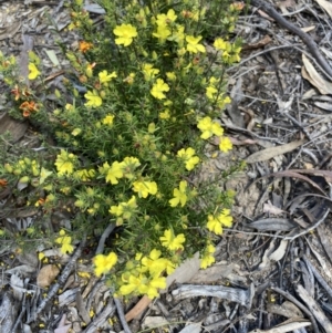 Hibbertia sp. at Acton, ACT - 30 Oct 2021 02:36 PM