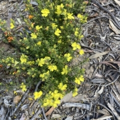 Hibbertia sp. (Guinea Flower) at Acton, ACT - 30 Oct 2021 by Jenny54