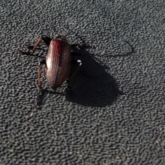 Homotrysis cisteloides (Darkling beetle) at Boro, NSW - 29 Oct 2021 by Paul4K