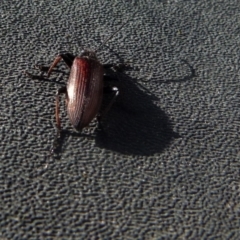 Homotrysis cisteloides (Darkling beetle) at Boro, NSW - 28 Oct 2021 by Paul4K