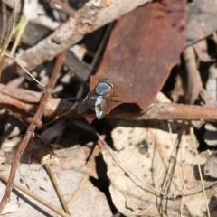 Calliphora sp. (genus) (Unidentified blowfly) at Wodonga, VIC - 29 Oct 2021 by KylieWaldon