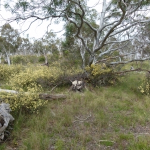 Pomaderris ledifolia at Boro, NSW - 29 Oct 2021