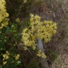 Pomaderris ledifolia at Boro, NSW - 29 Oct 2021