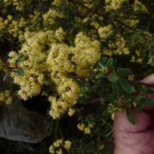 Pomaderris ledifolia at Boro, NSW - 29 Oct 2021