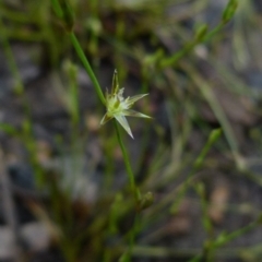 Juncus bufonius (Toad Rush) at Boro, NSW - 29 Oct 2021 by Paul4K