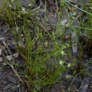 Juncus bufonius at Boro, NSW - 29 Oct 2021